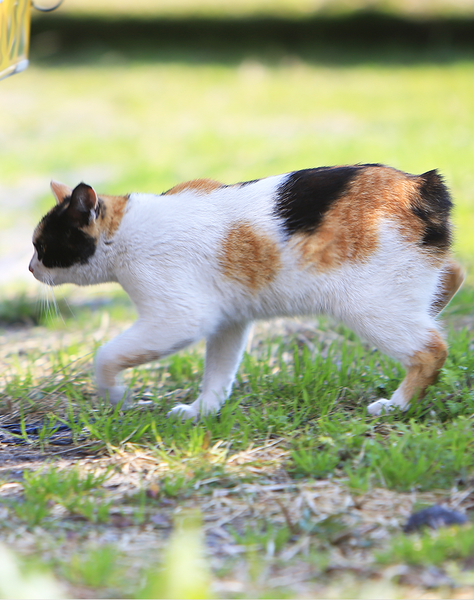 races de gats petits bobtail japonès