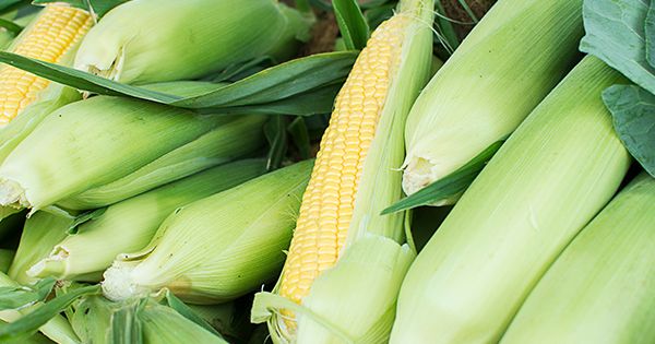 Како да чувате пченка на кочан (плус како да ги изберете најслатките уши)